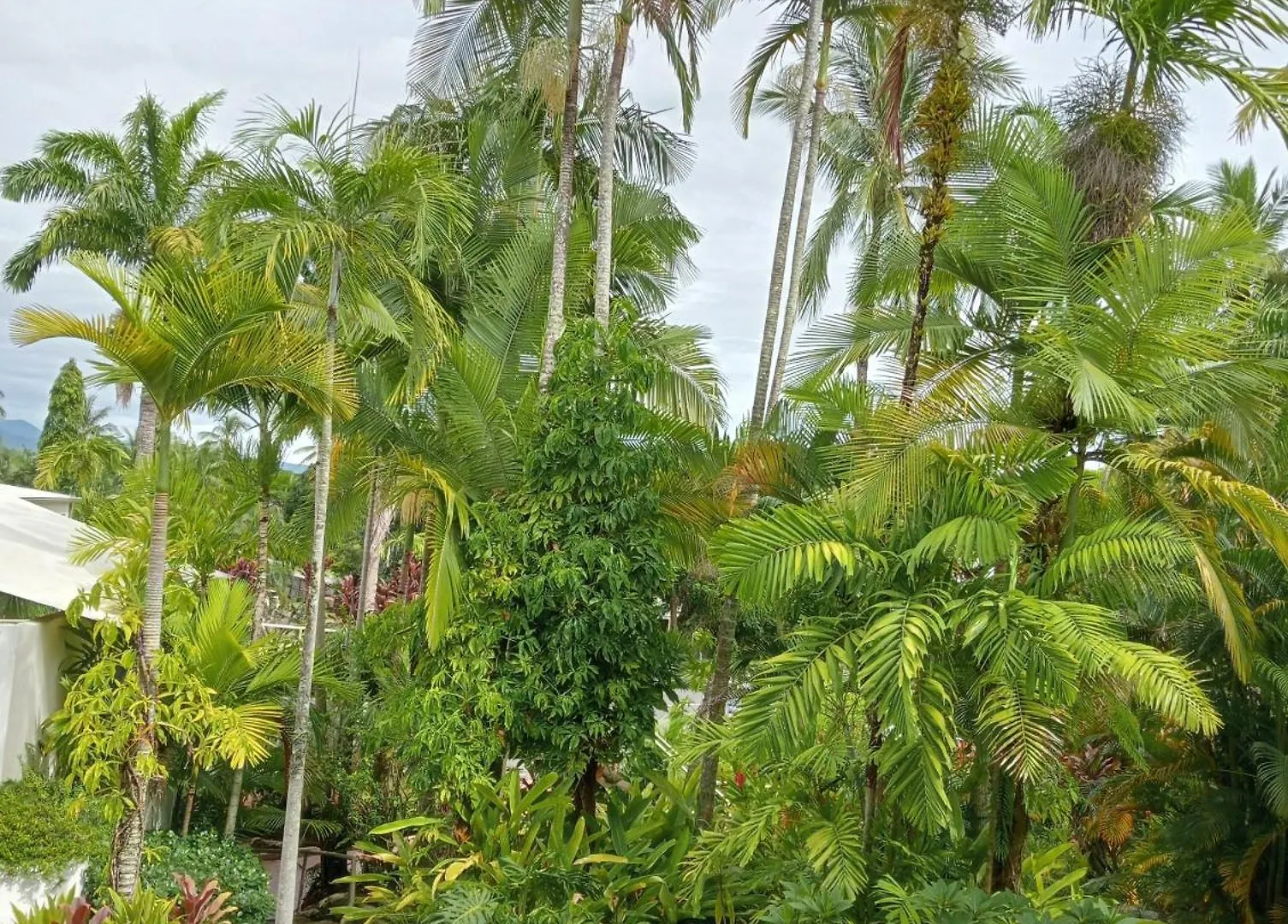 Club Tropical Resort - Official Onsite Reception & Check In Port Douglas Aparthotel